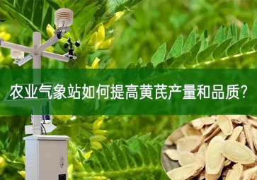 農(nóng)業(yè)氣象站如何提高黃芪產(chǎn)量和品質(zhì)？